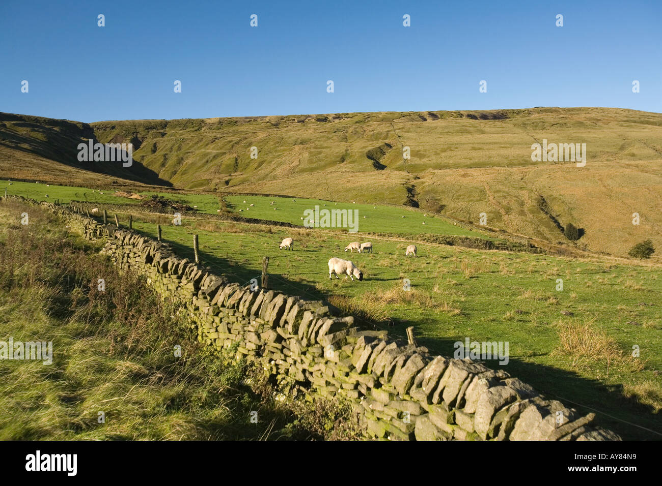 UK Yorkshire Holmfirth Lane Sheep grazing at margin of Holme Moss Moor Stock Photo Alamy
