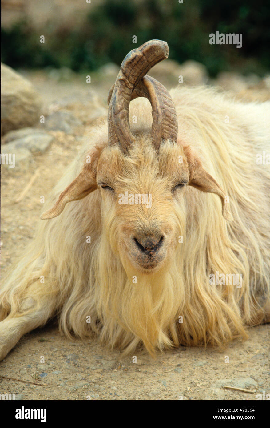 crossed horned goat in Tibet Stock Photo