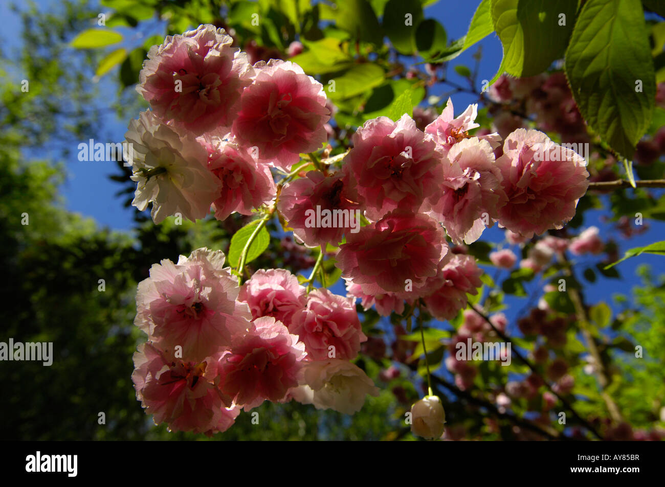 pink cherry blossom tree nature spring green Stock Photo - Alamy