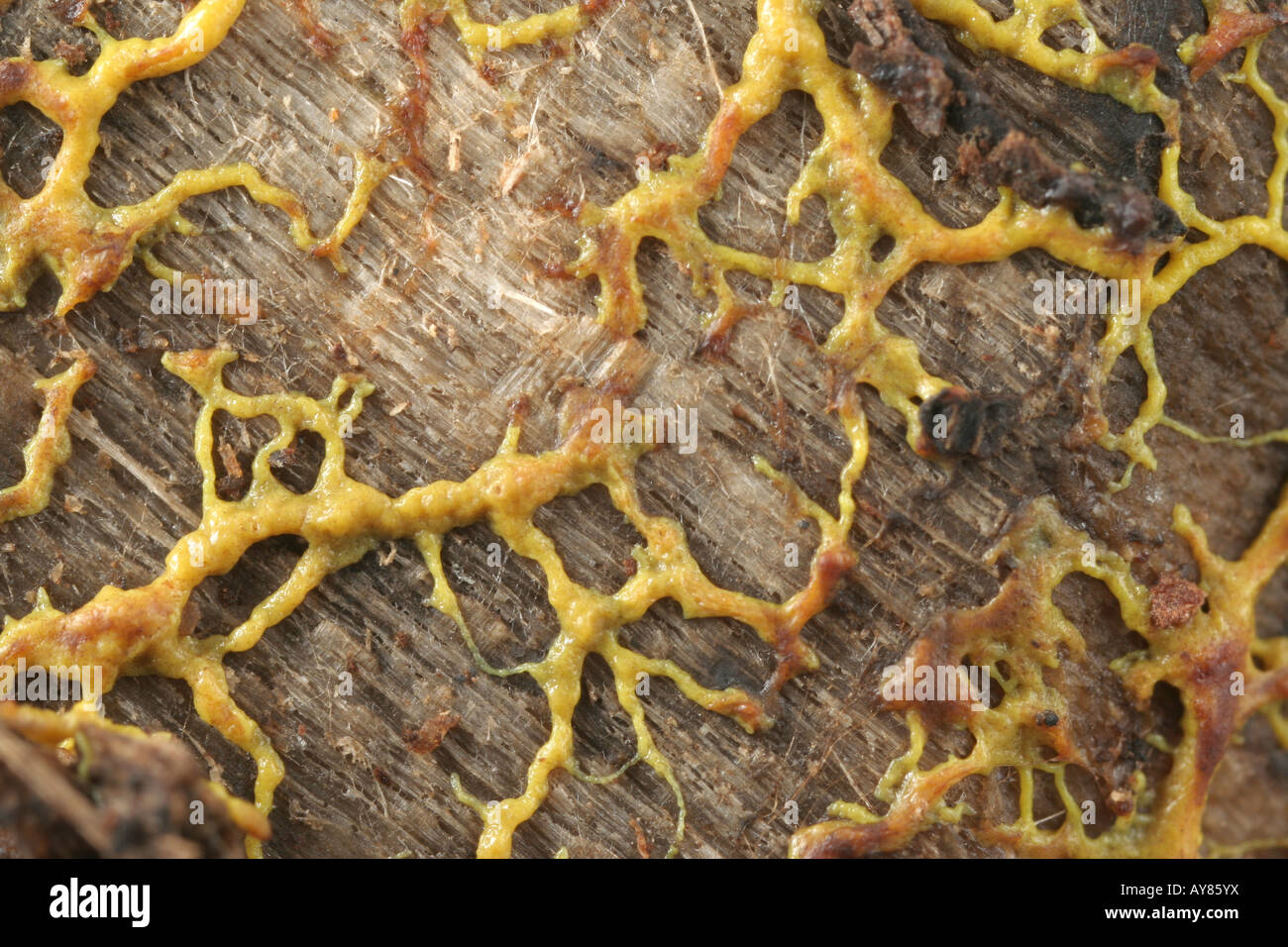 Plasmodium of a plasmodial slime mold Stock Photo
