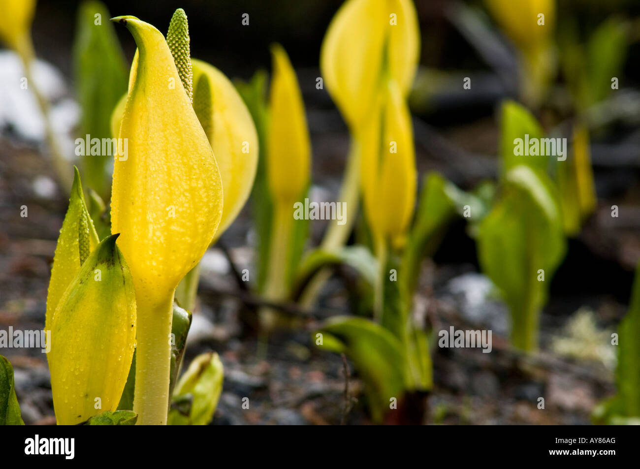 Western Skunk Cabbage (Lysichiton americanus), also called Yellow Skunk Cabbage or Swamp Lantern Stock Photo