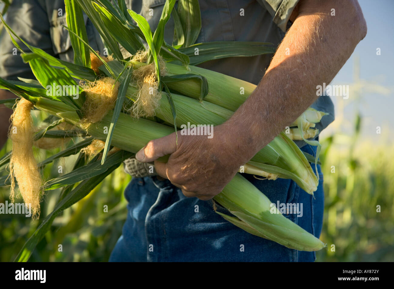 Farmer holding, harvesting sweet corn. Stock Photo