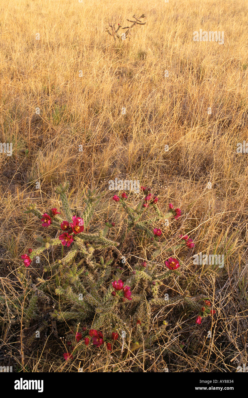 Blooming cane cholla Stock Photo