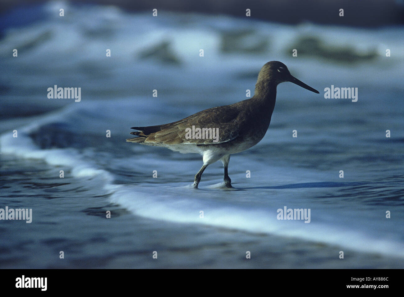 Sandpiper Calidris sp standing in shore surf on California coast Stock Photo