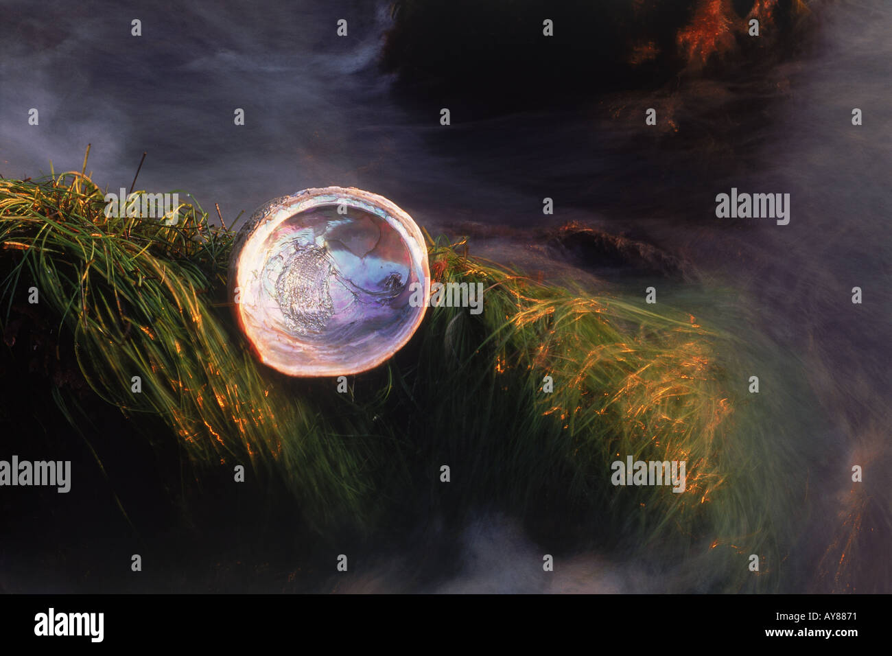 Abalone shell on grass covered rocky shore reflecting sunset light Stock Photo
