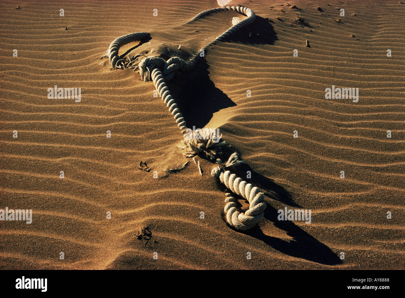 Heavy long line sleeping on wind blown sandy shore in Lofoten Islands off Northern Norway Stock Photo