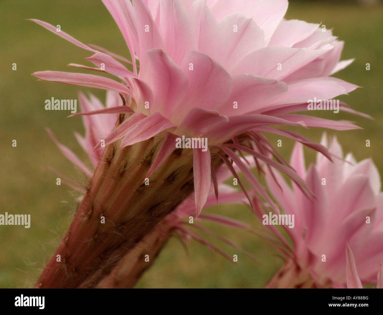 Blooming Cactaceae 'Echinopsis multiplex' Stock Photo