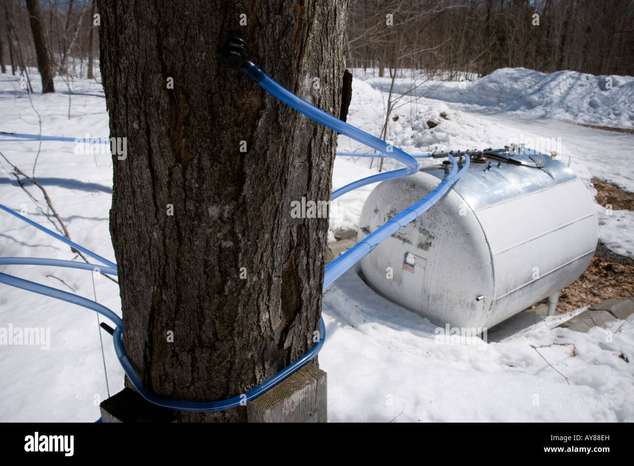 Maple syrup production hires stock photography and images Alamy