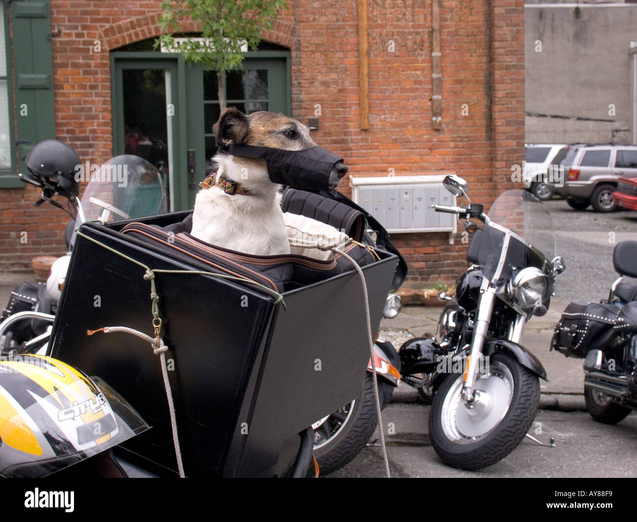 Small dog in special carrier on motorcycle Stock Photo Alamy