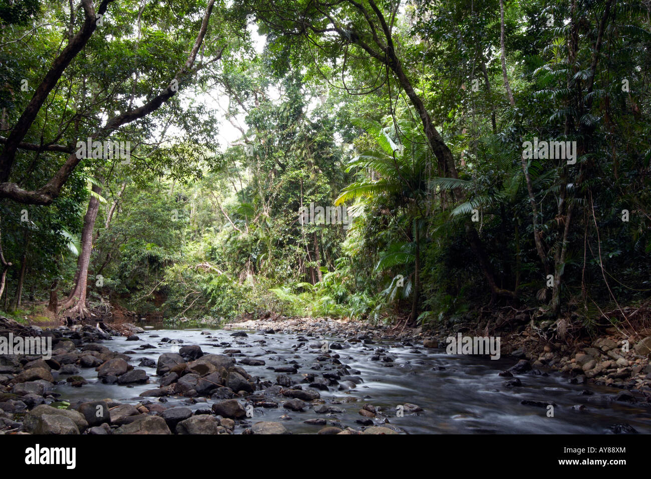 Luxurious vegetation and running water in UNESCO-protected Daintree Rainforest, Far North Queensland, Australia Stock Photo