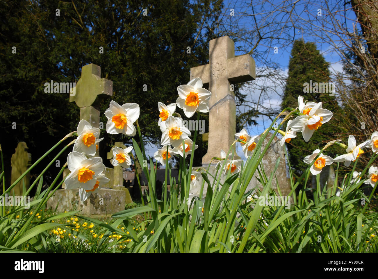 Spring flowers in the graveyard of church of St James at Cardington, near Church Stretton in Shropshire, England Stock Photo