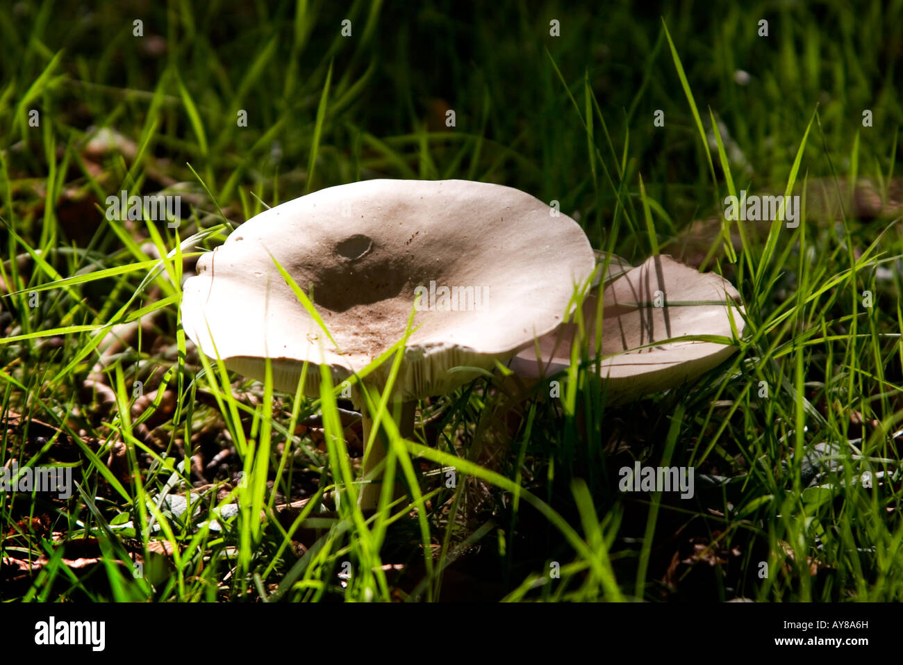 Toadstools in a woodland Stock Photo