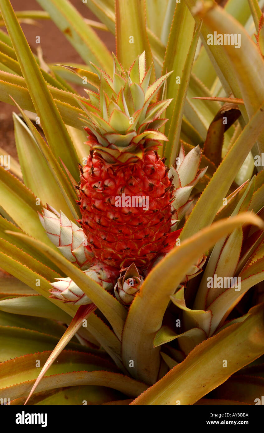Vertical color image of a pineapple in Hawaii from Paraguay called the Ananas Bracteatus  Stock Photo