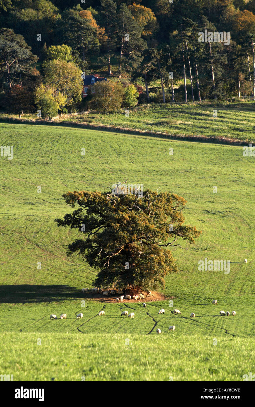 BREDON HILL. WORCESTERSHIRE. ENGLAND. UK Stock Photo Alamy