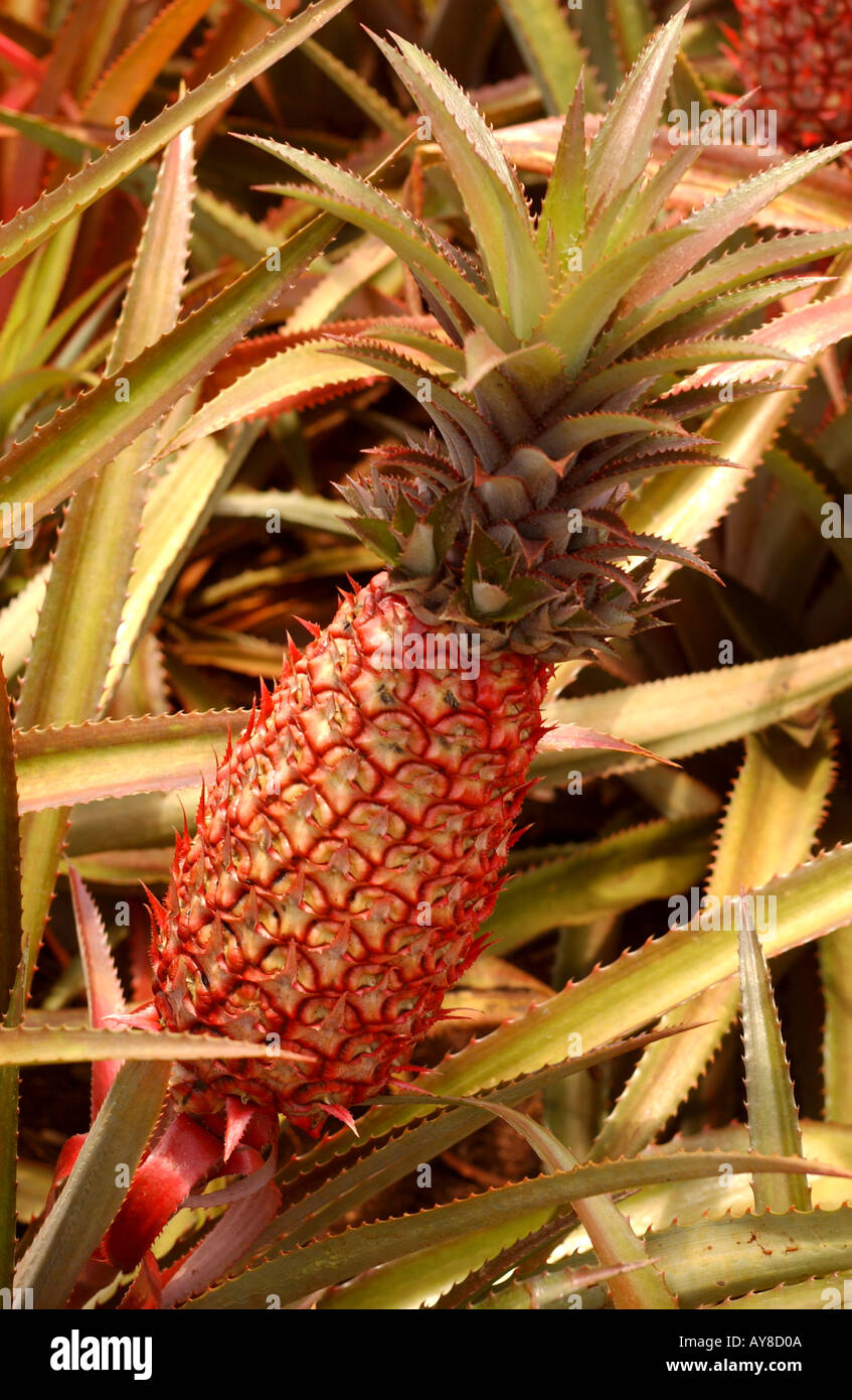 Vertical color image of a pineapple in Hawaii from Paraguay called the Ananas Bracteatus  Stock Photo