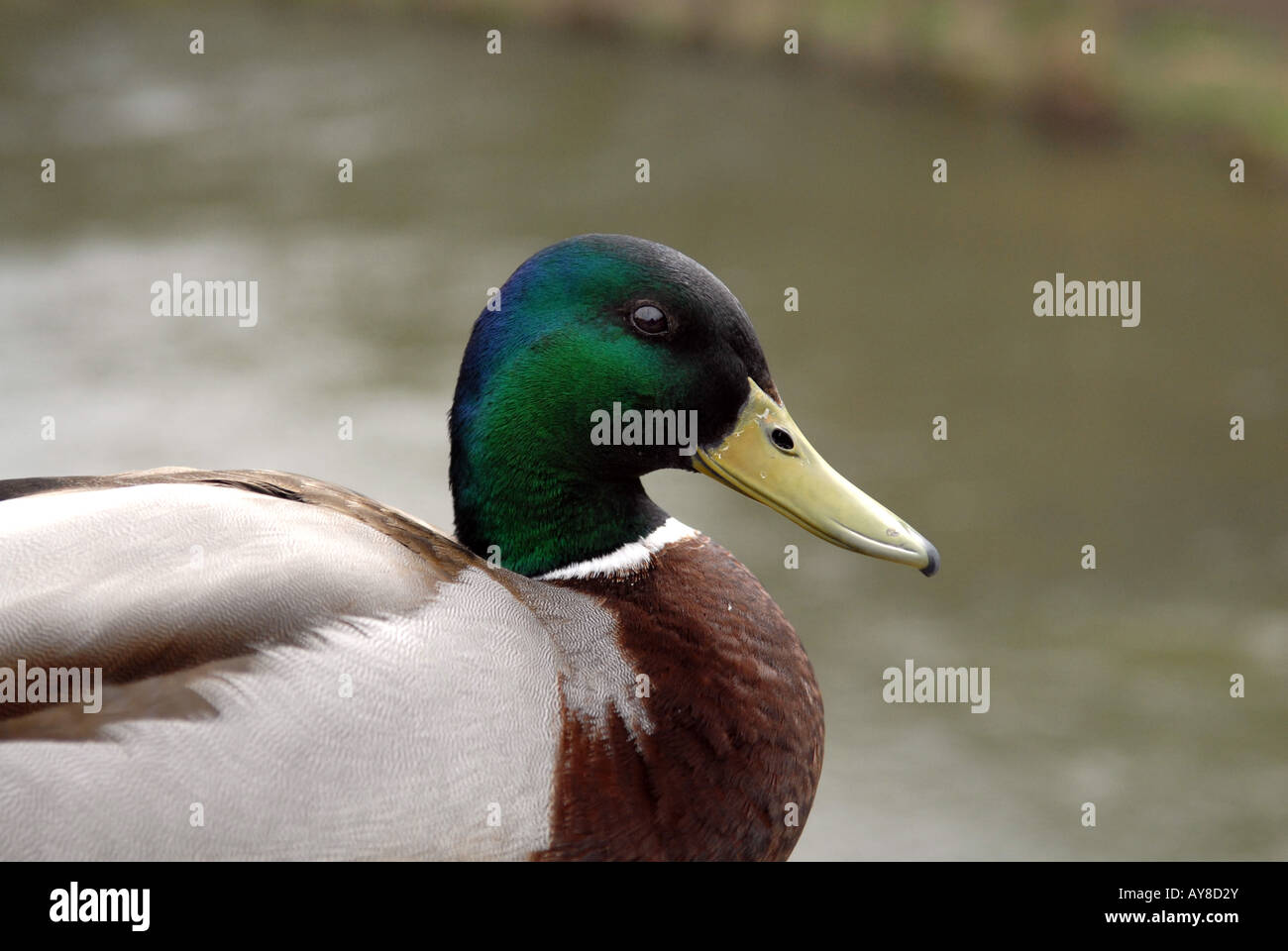 A male Mallard duck. Stock Photo