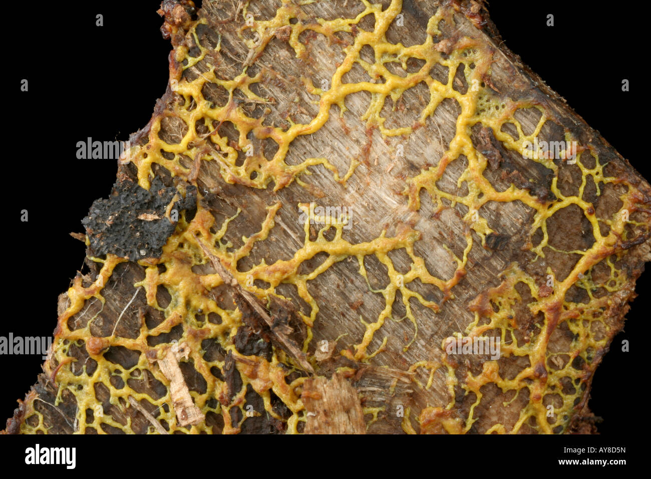 Plasmodium of a plasmodial slime mold Stock Photo