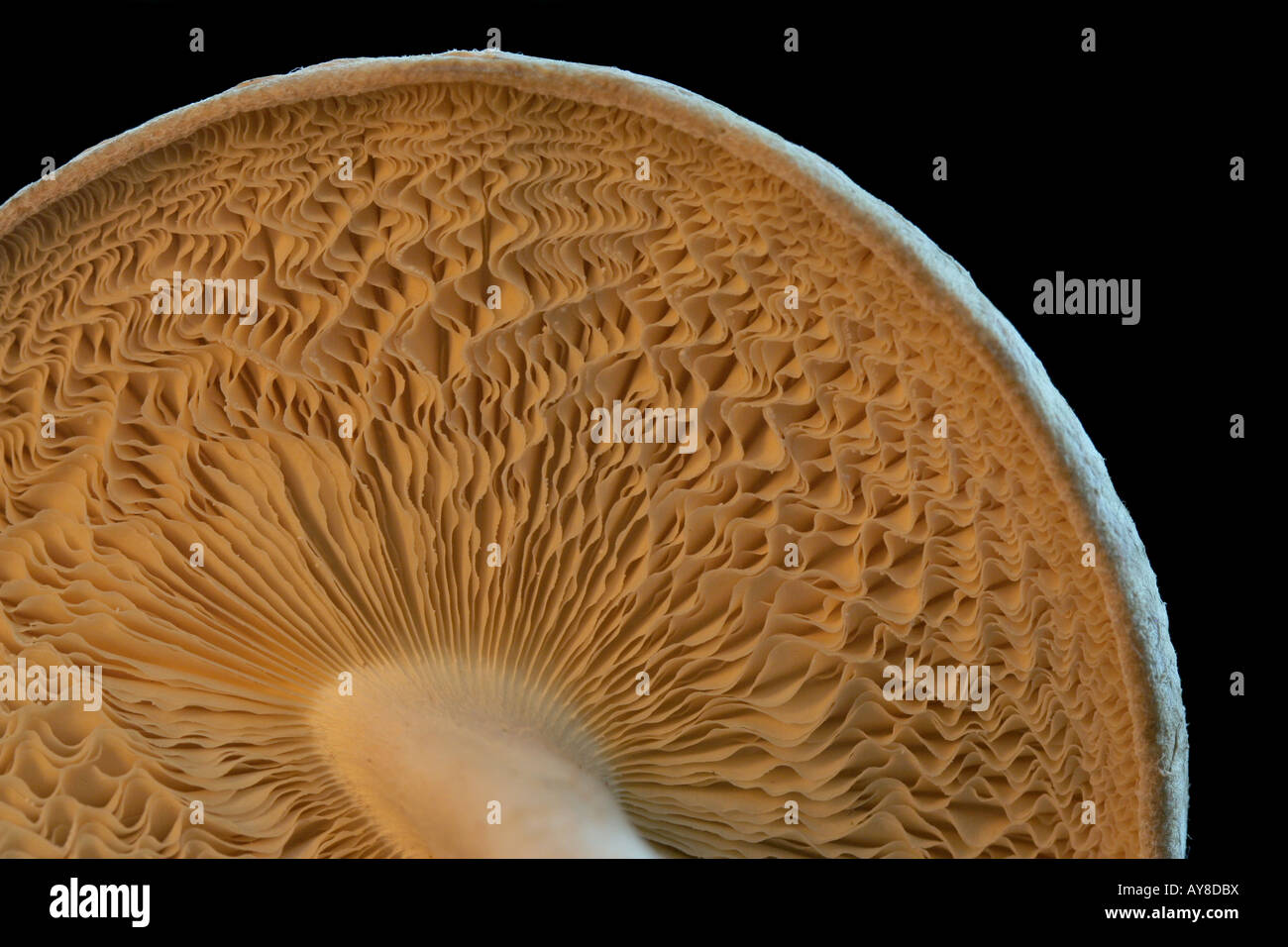 Gills of a shiitake mushroom, Lentinula edodes Stock Photo Alamy