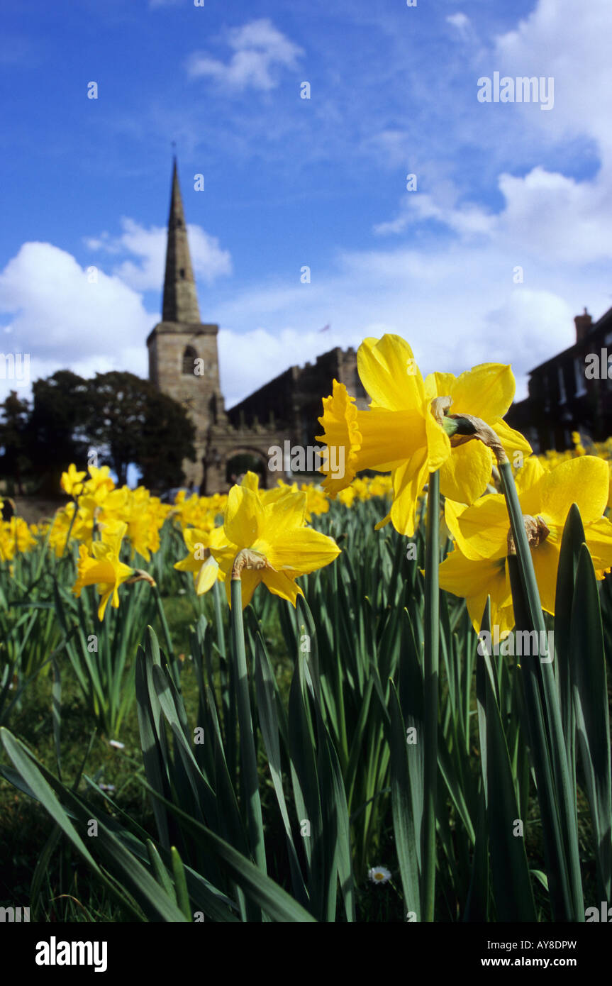 Daffodils By Astbury Church Near Congleton Stock Photo