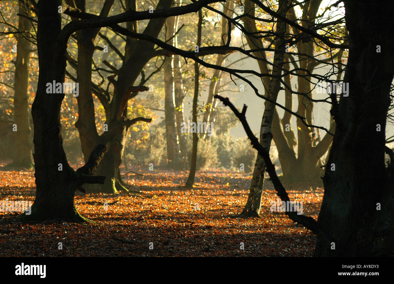Autumn landscape Bawdeswell Heath Norfolk UK Stock Photo