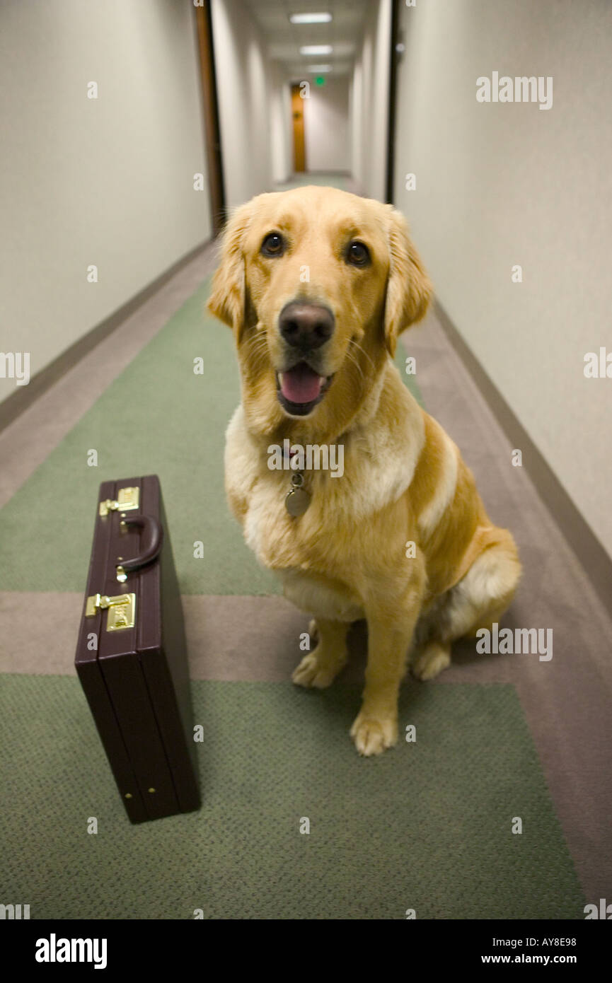 Golden Retriever with briefcase in corporate hallway Stock Photo Alamy