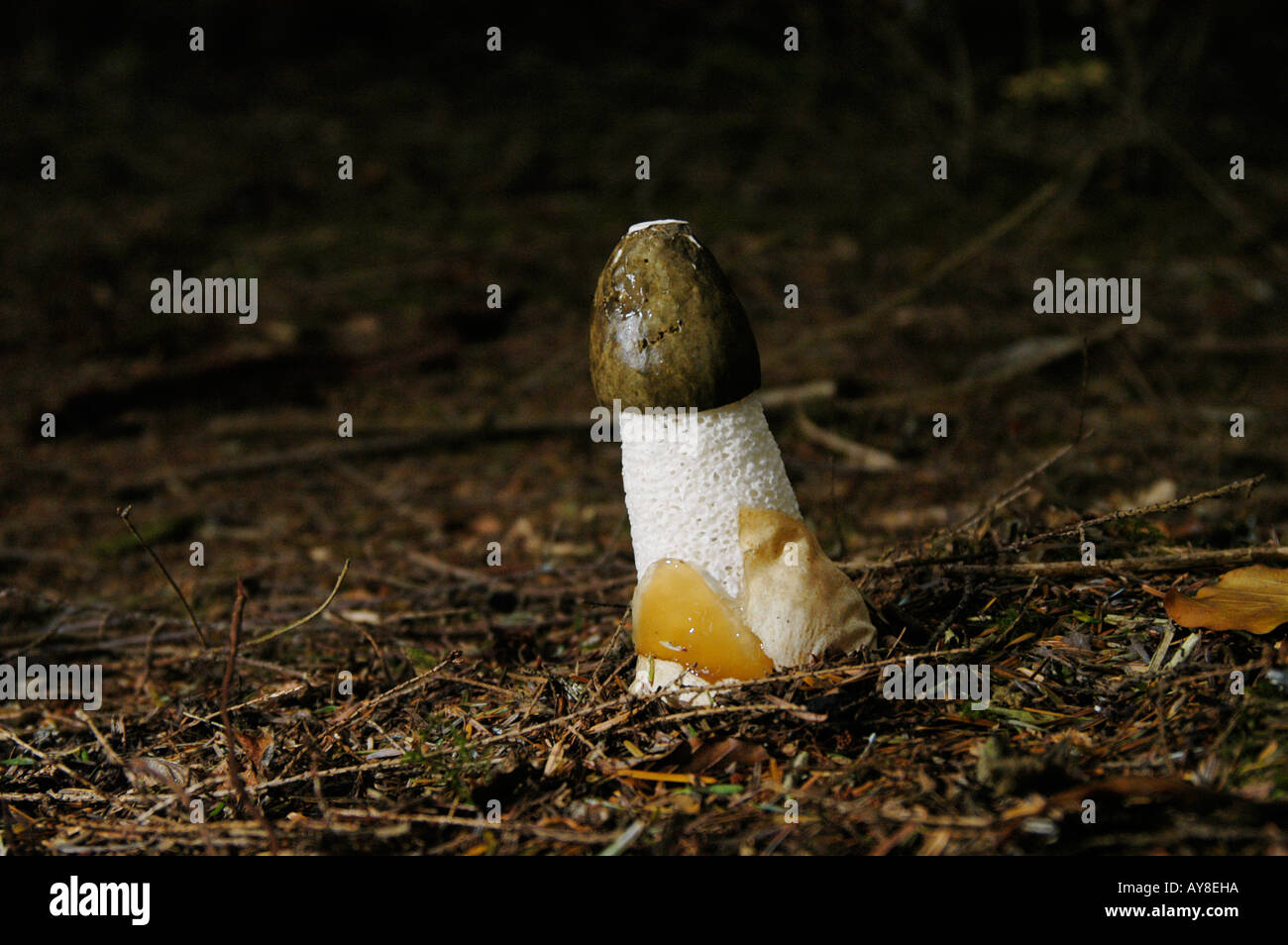 Stinkhorn phallus impudicus in woodland Stock Photo