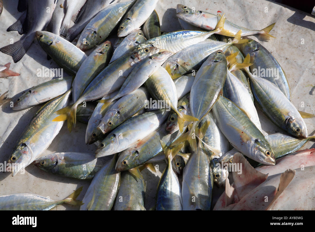 Qatar Doha Fish Market Stock Photo Alamy
