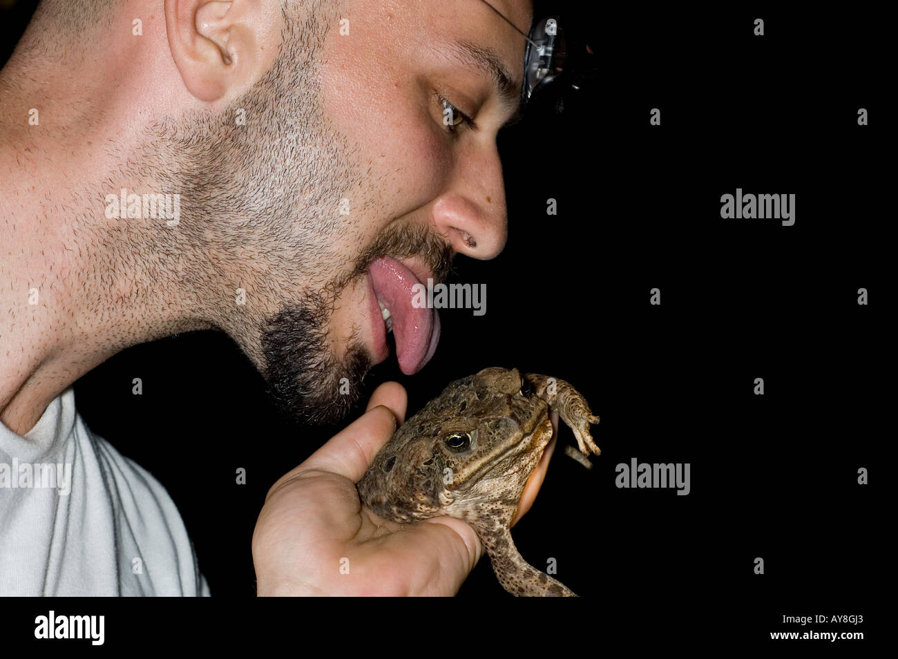 licking a cane toad Stock Photo Alamy
