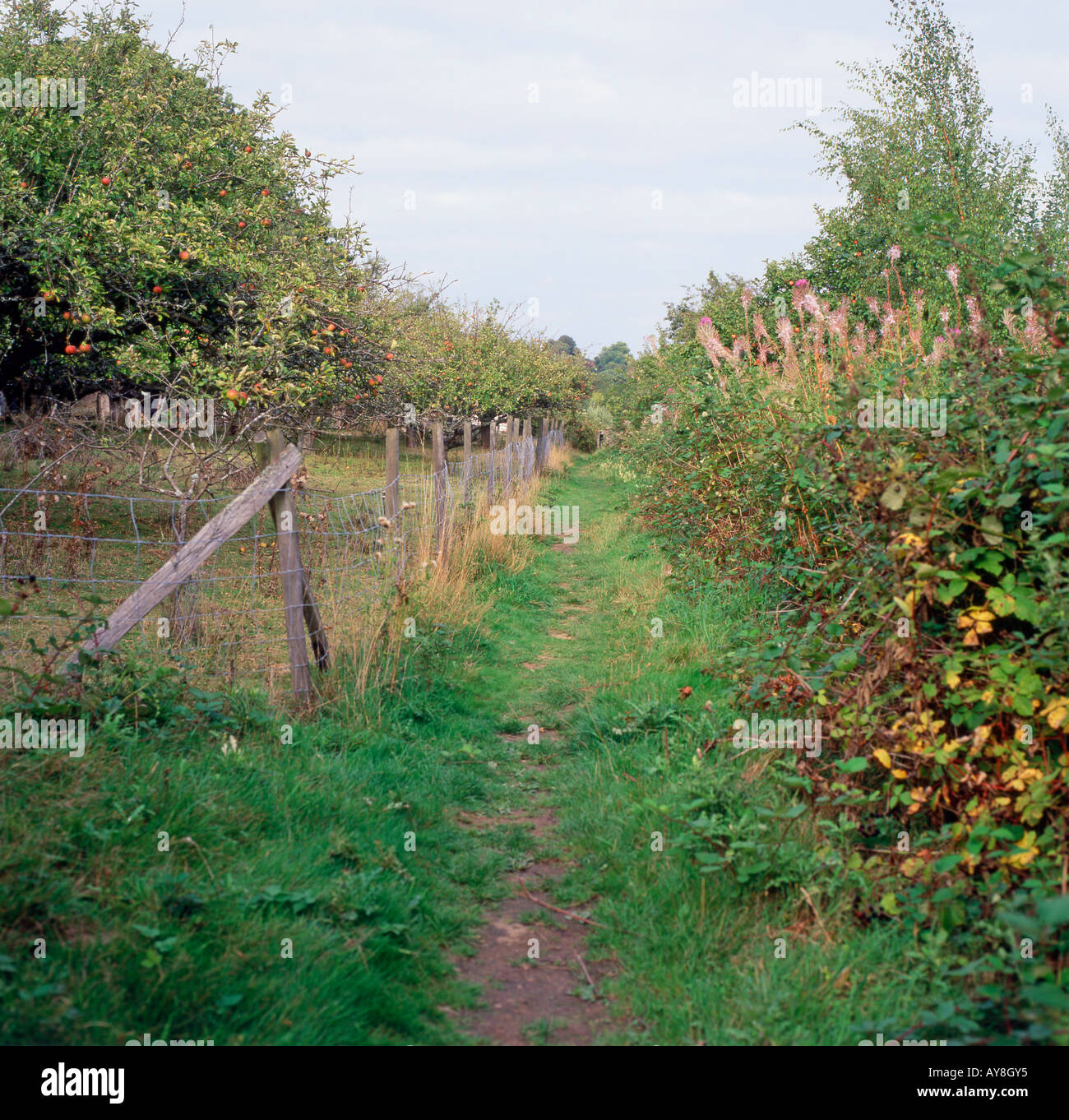 An old track passing through an apple orchard on a farm in autumn in