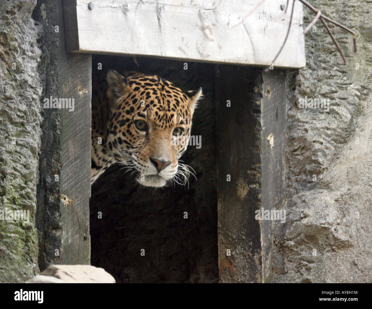 A jaguar looks out from a mine shaft created on exhibit at the