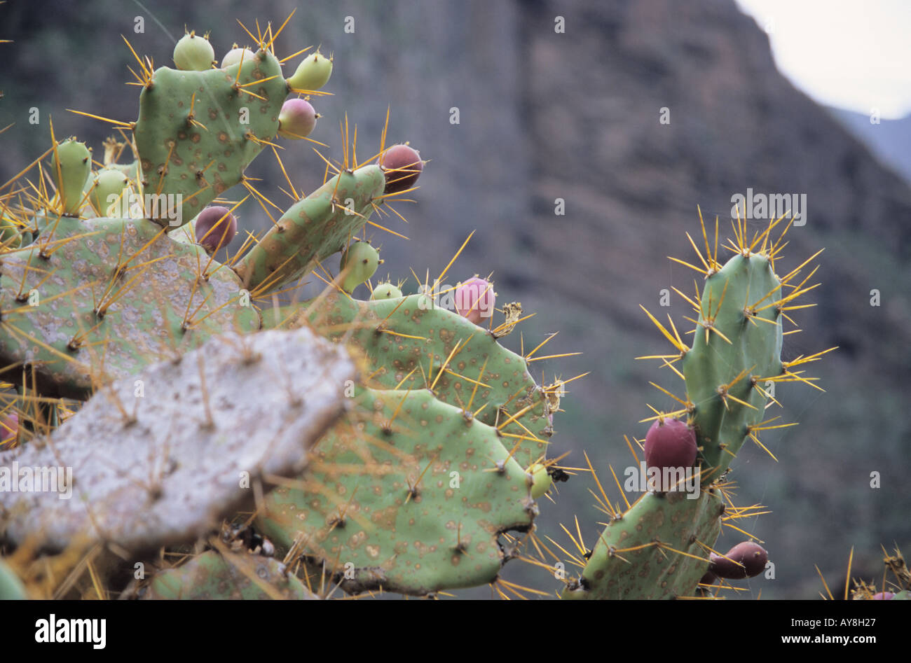 Fruits and spines of Prickly Pears Opuntia dillenii in Tenerife Canary Islands Spain Stock Photo