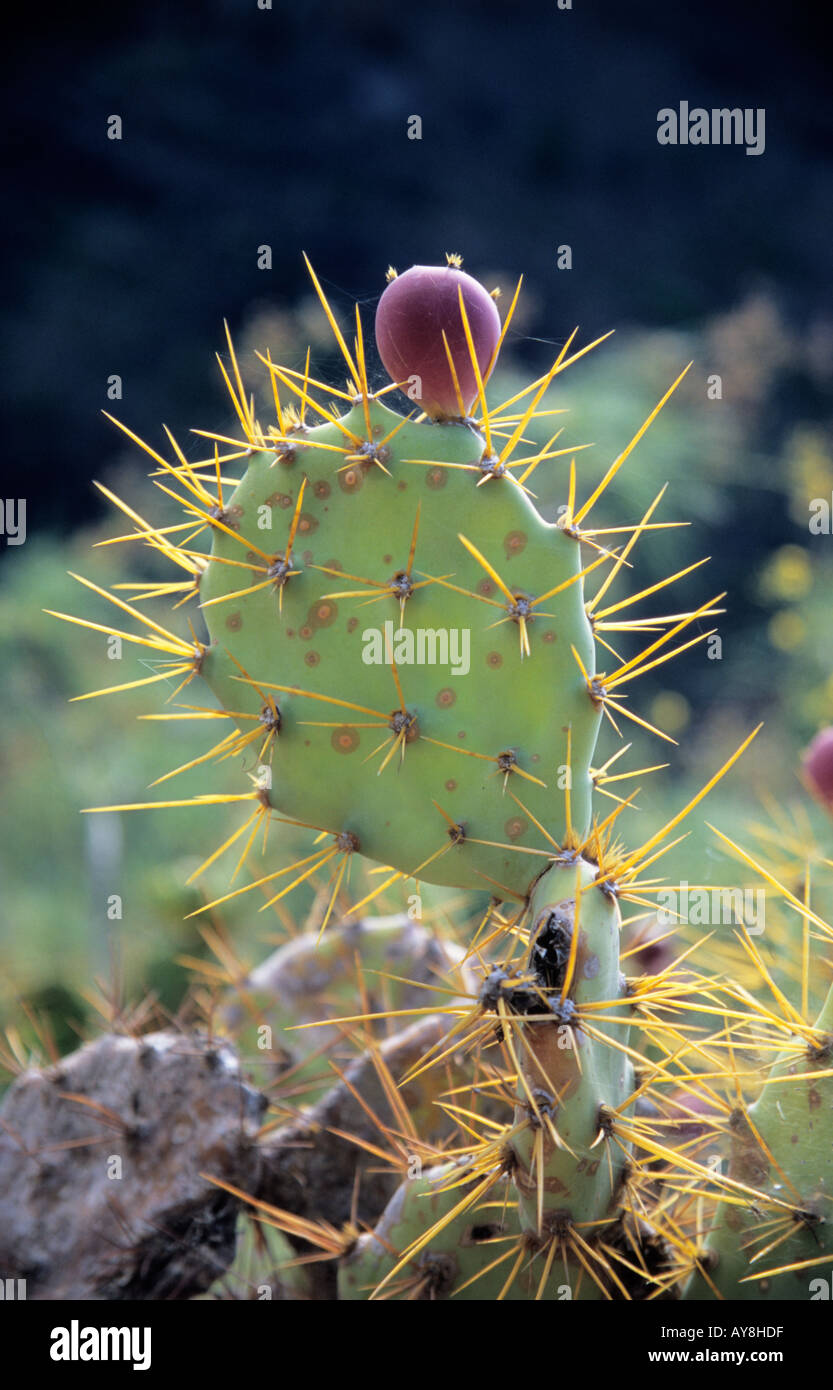Leaf and fruit of Prickly Pears Opuntia dillenii in Canary Islands Tenerife Spain Stock Photo