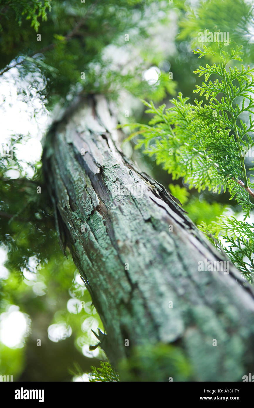 Tree and foliage, low angle view, close-up Stock Photo
