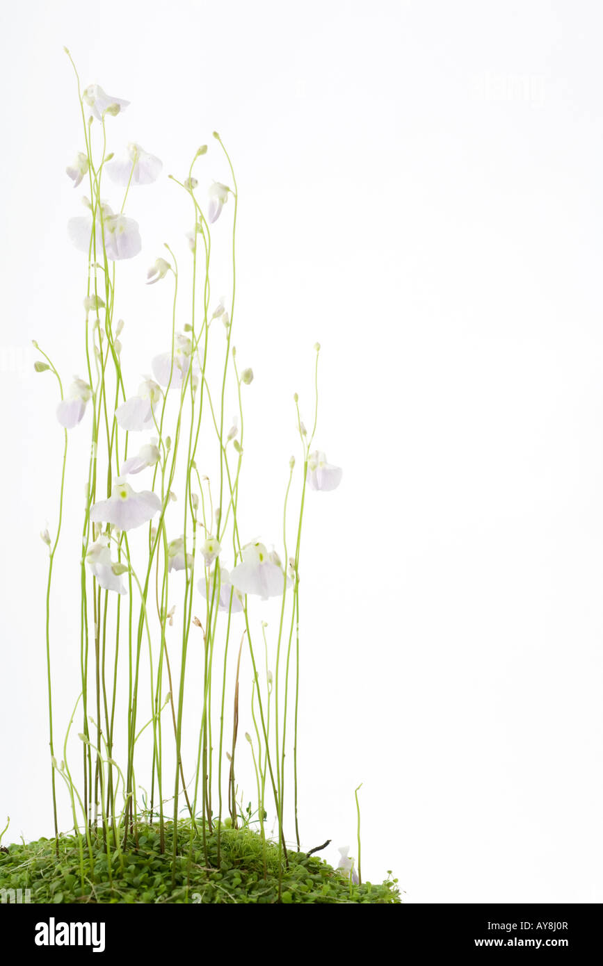 Bladderwort (utricularia sandersoni) Stock Photo