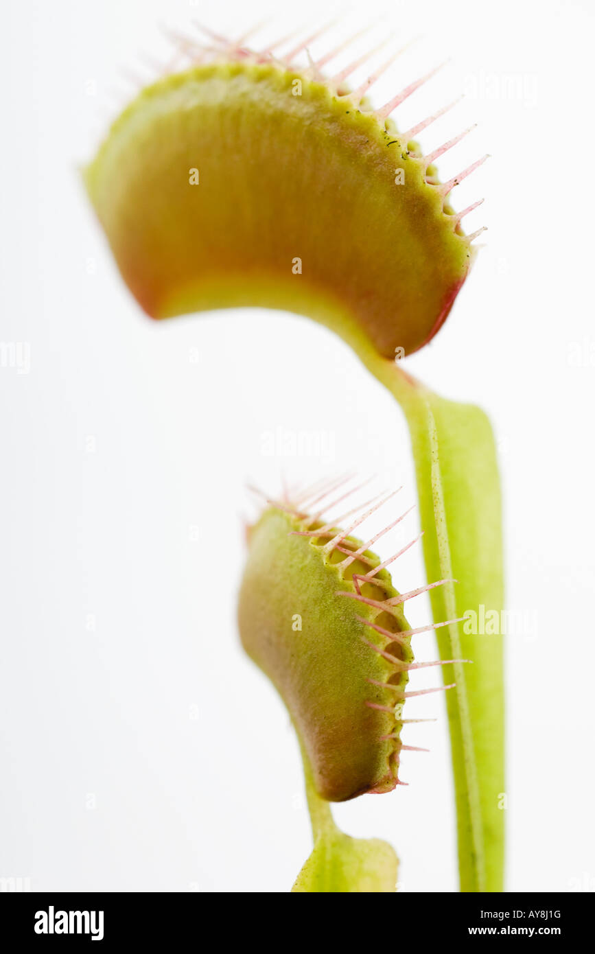Venus flytraps, closeup Stock Photo Alamy