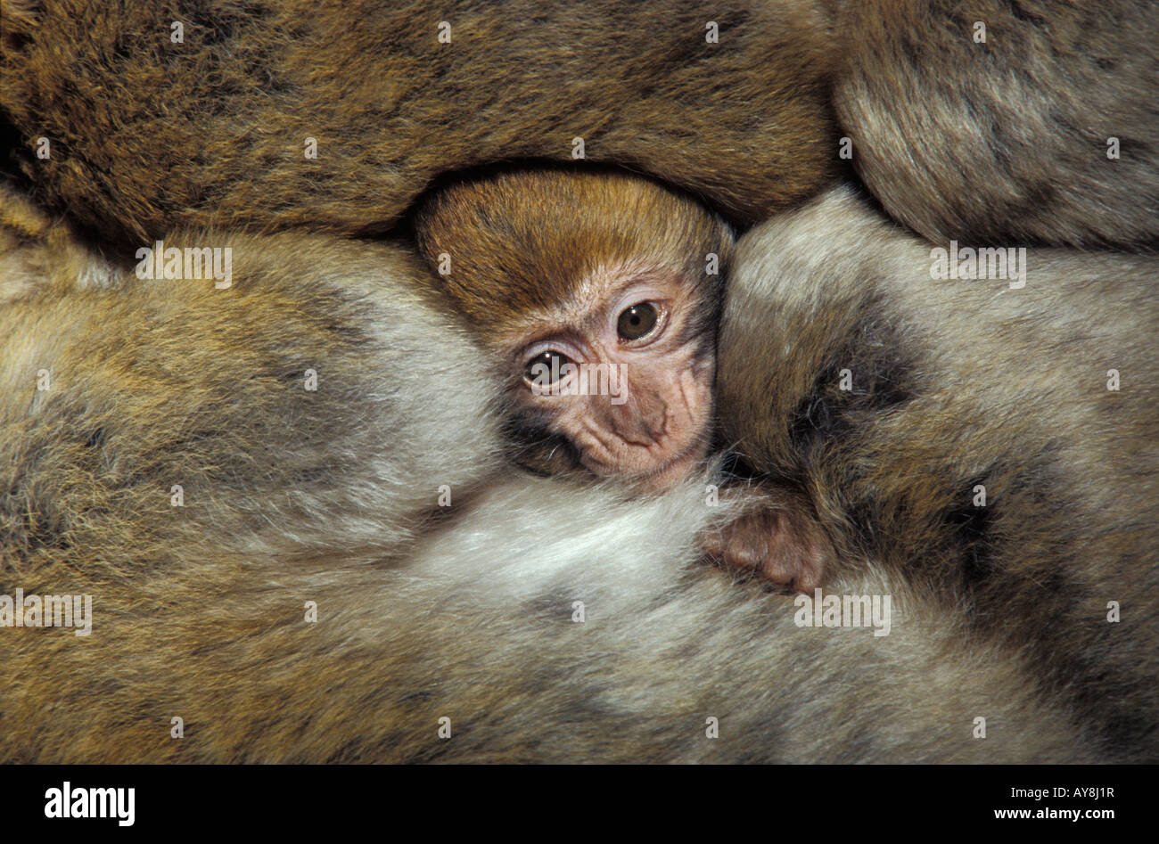 Berberaffe Barbary apes Macaca sylvanus hugging each other Affen Africa Afrika Altweltaffen animals Antropoidea Europa Europe He Stock Photo