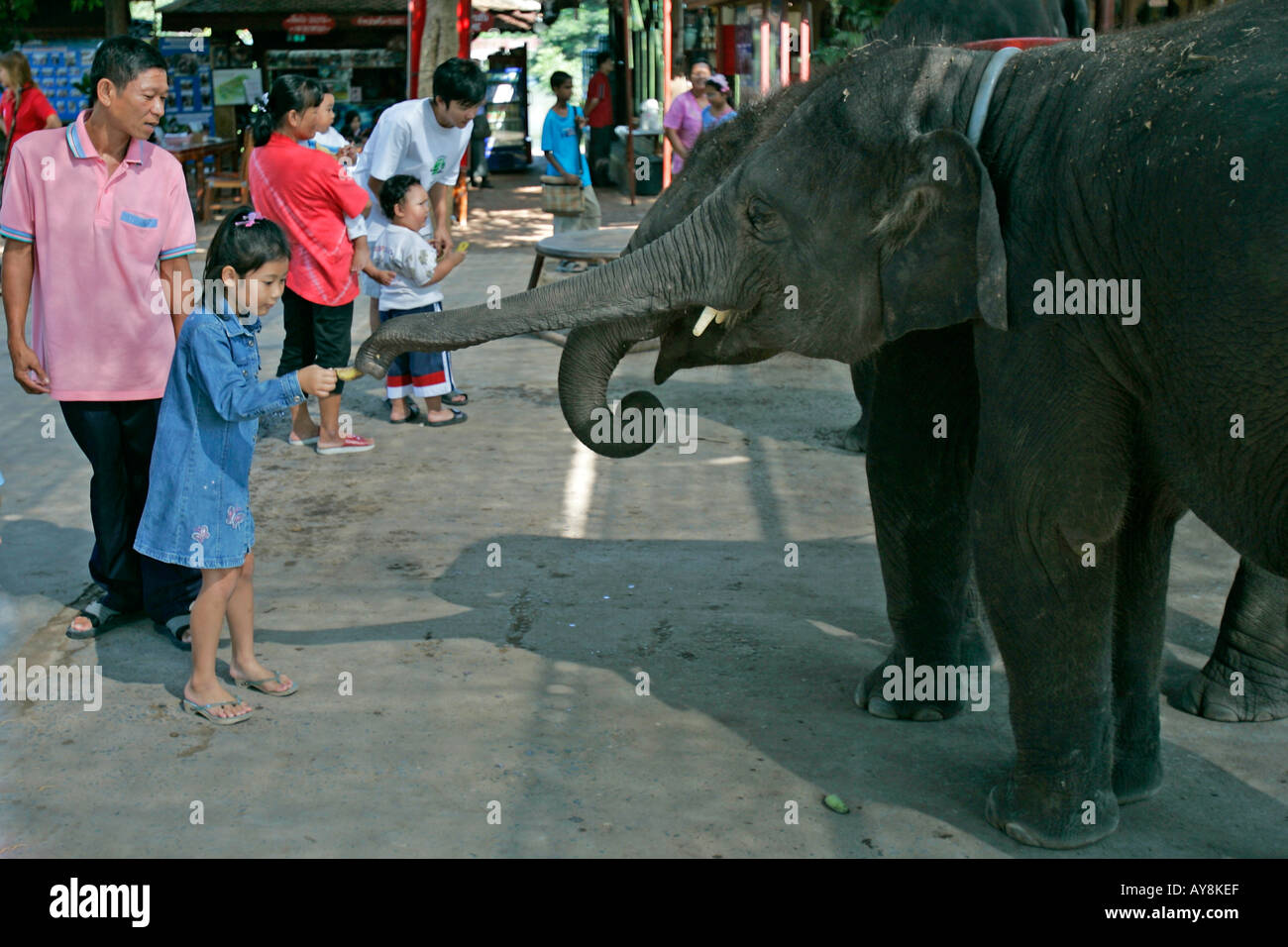 Girl feeds young elephant banana at elephant compound Ayutthaya Thailand Stock Photo