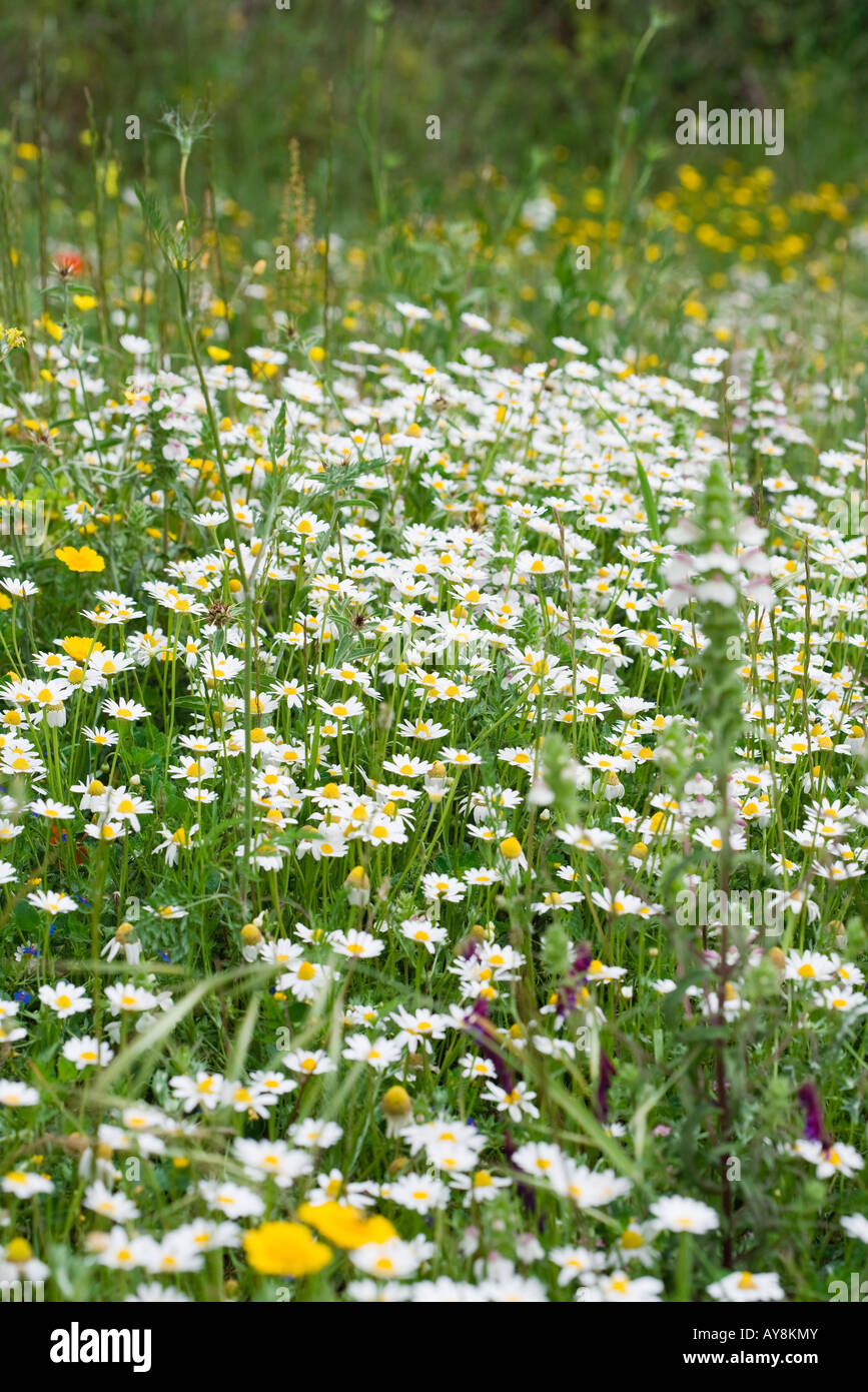 Wildflowers Growing In Field Stock Photo - Alamy