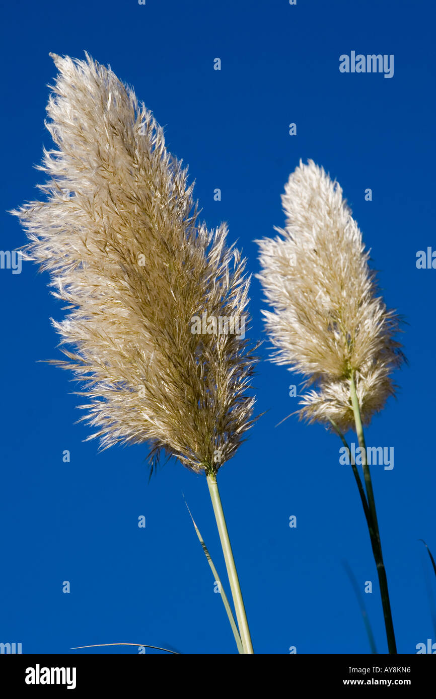 Stock photo of white plants with a deep blue sky background Shot ...