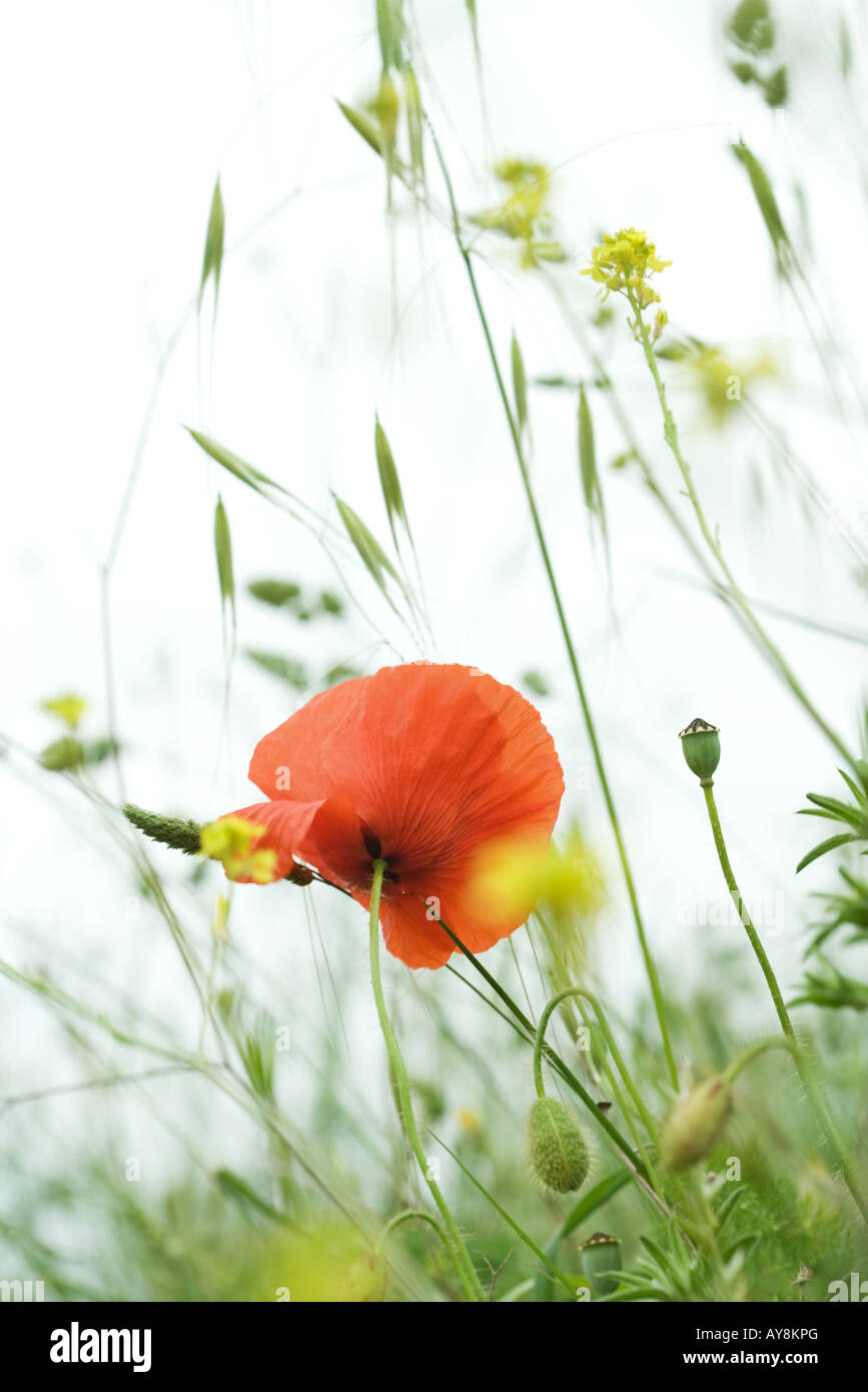 Poppy growing in field, close-up Stock Photo