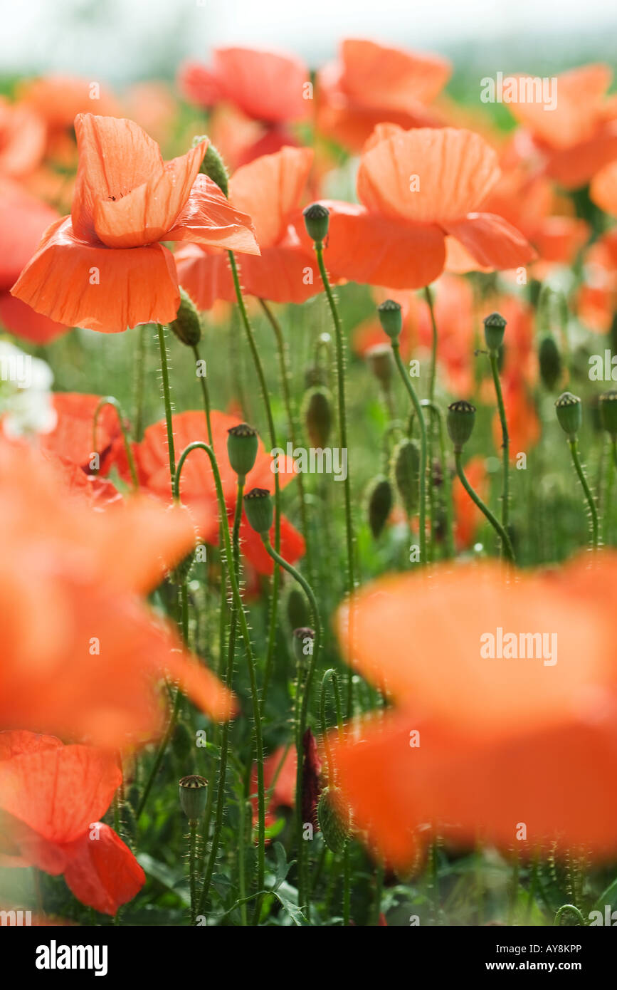 Poppies growing in field, close-up Stock Photo