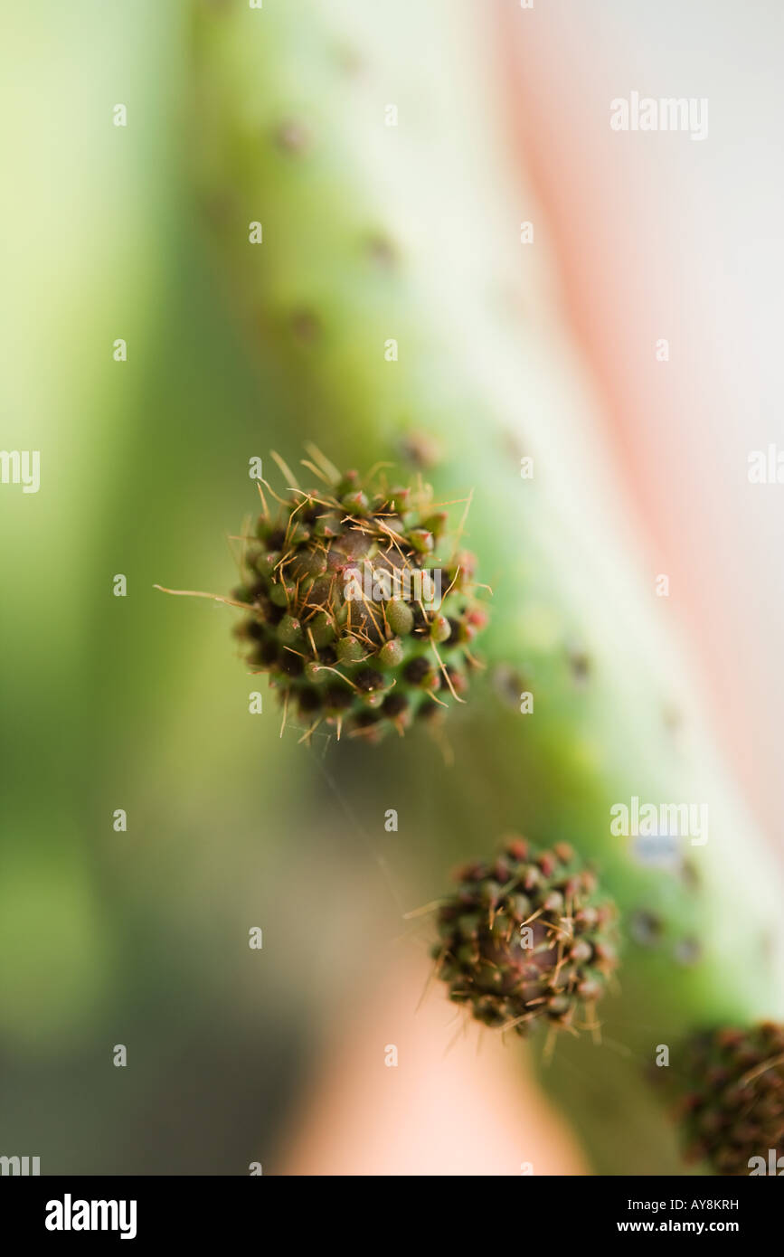 New growth on prickly pear cactus Stock Photo Alamy