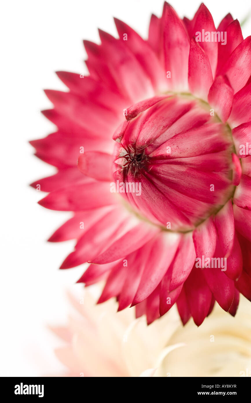 Strawflowers (Helichrysum) - Dark Pink - Dried Flowers - DIY