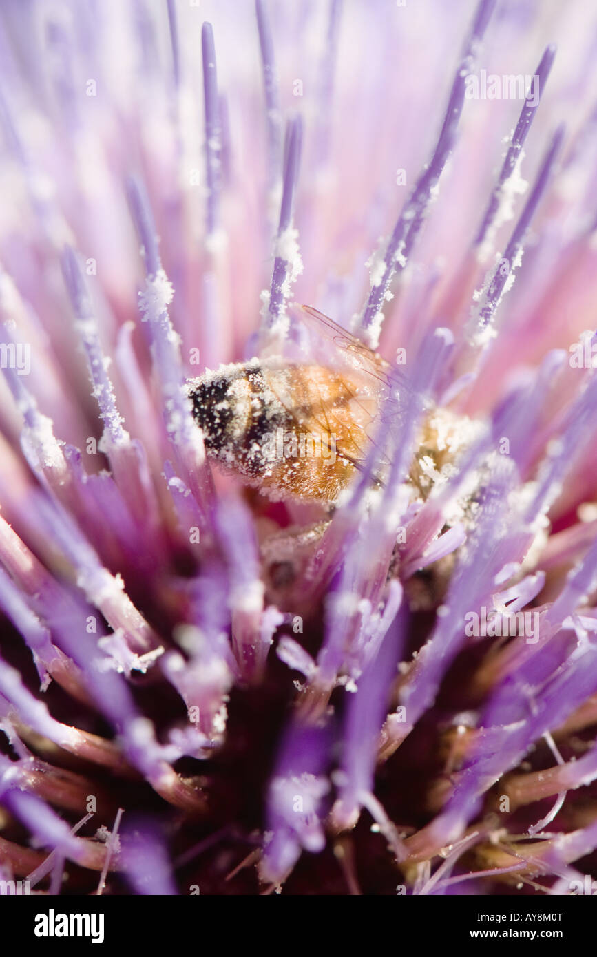 Bee on thistle flower, extreme close-up Stock Photo