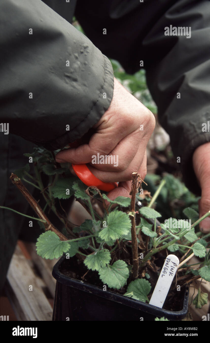 Pruning or cutting geraniums in the potting shed, Shropshire, England