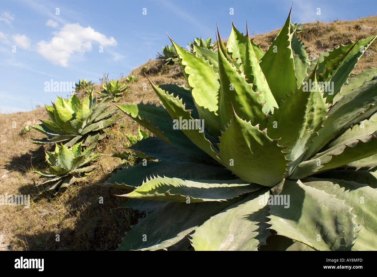 The maguey agave cupreata plant which is used to produce the alcoholic ...