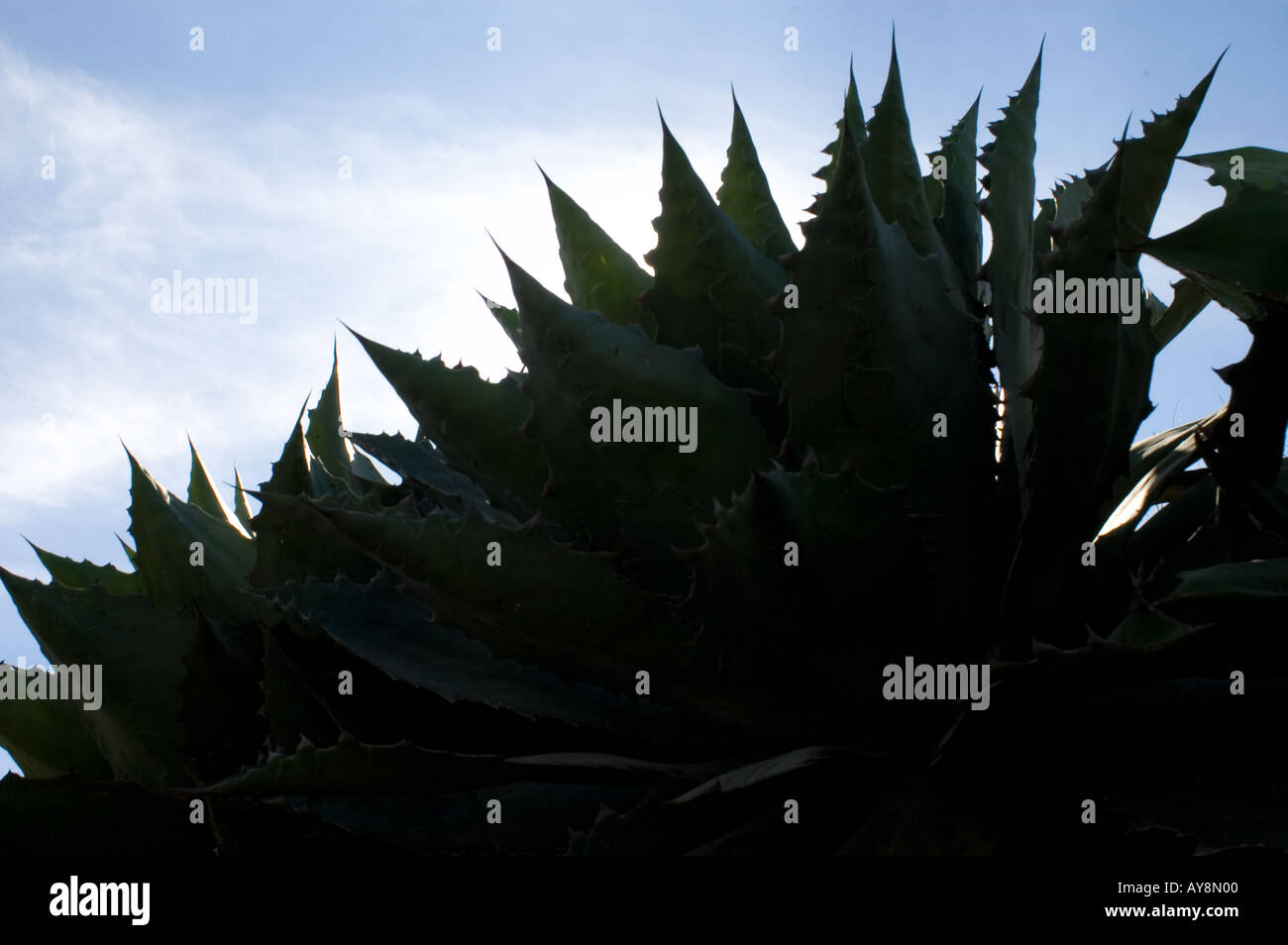 The maguey agave cupreata plant which is used to produce the alcoholic drink mezcal. Stock Photo