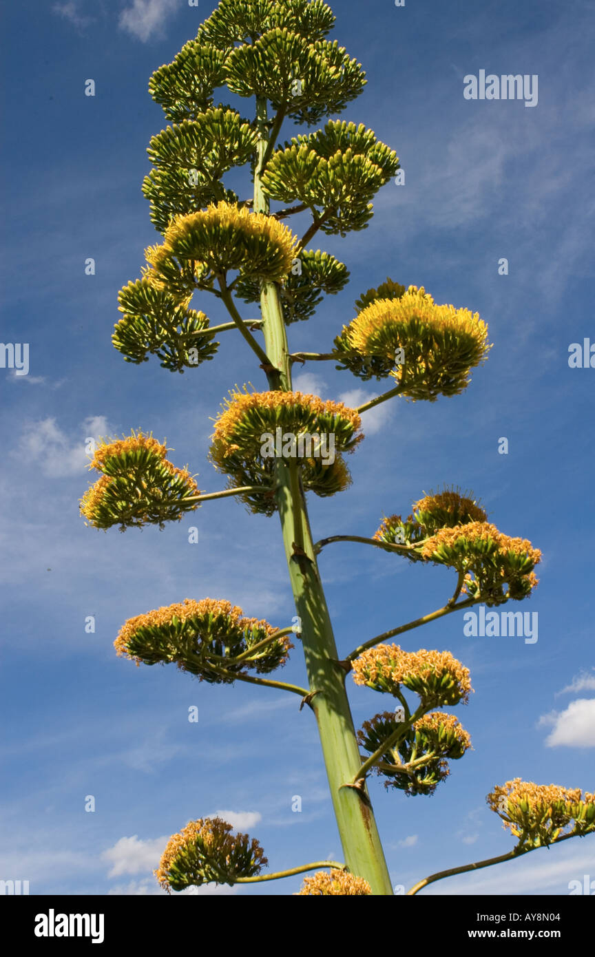 The flowering top of the maguey agave cupreata plant which is used to  produce the alcoholic drink mezcal Stock Photo - Alamy