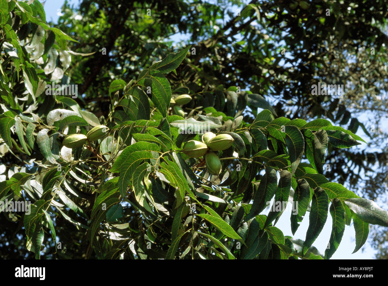 Pecans on a tree branch hi-res stock photography and images - Alamy