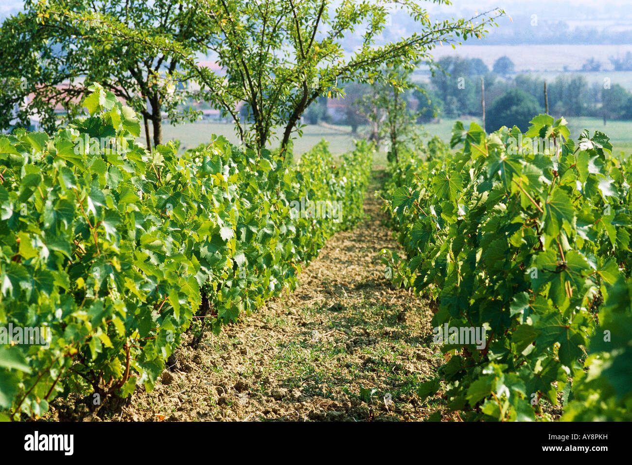 Path in vineyard Stock Photo